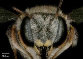   Anthidium palmarum nbsp;female face, photo: Jeni Sidwell 
